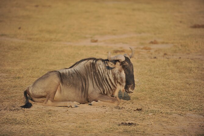 8 Days / 7 Nights 2021 / 2022 Wildebeest Migration Safari - Maasai Mara Reserve - Is $2,128 a fair price?
