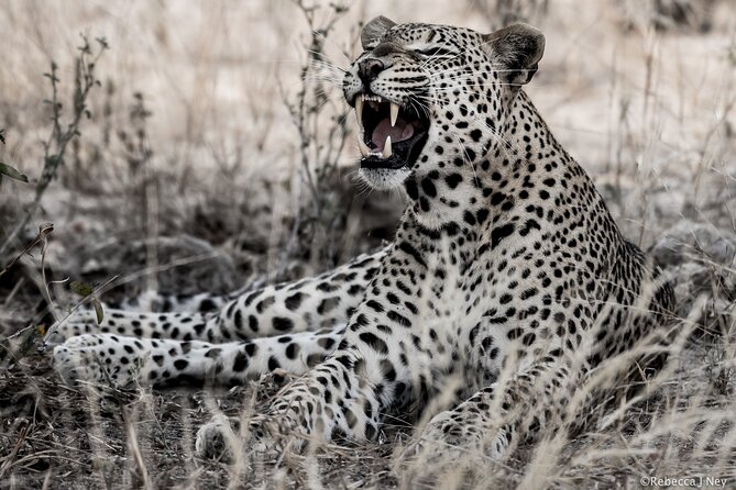 8 Days 7 Nights Kenyan Luxury Safari - Why this eight-day Kenya route makes sense