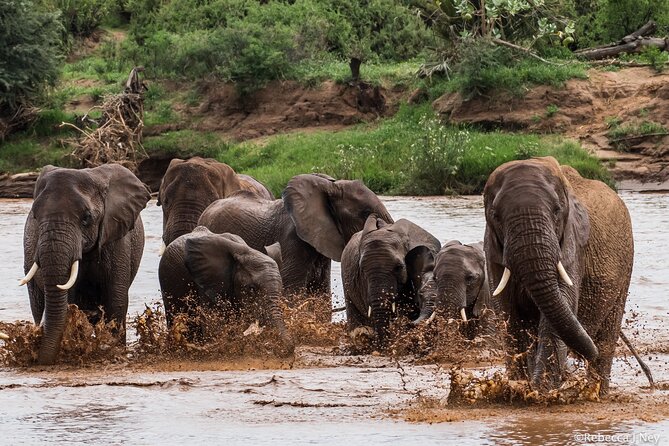 8 Days 7 Nights Kenyan Luxury Safari - Day 2: Ol Pejeta and the work of protecting rhinos