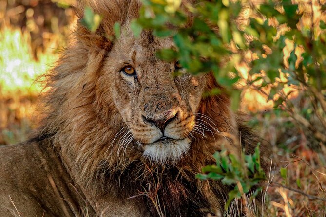 8 Days 7 Nights Kenyan Luxury Safari - Day 3: From Ol Pejeta to Lewa Wildlife Conservancy