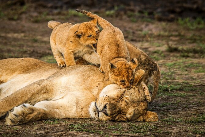 8 Days 7 Nights Kenyan Luxury Safari - Days 4 and 5: Three full days to understand Lewa