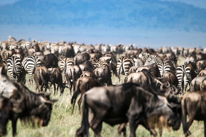 8 Days 7 Nights Kenyan Luxury Safari - Day 6: Flying from Lewa to Maasai Mara