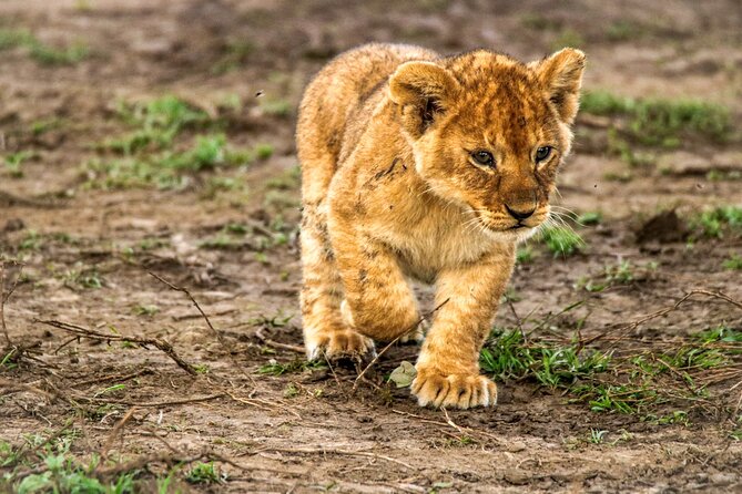 8 Days 7 Nights Kenyan Luxury Safari - Day 7: A full safari day in the Maasai Mara
