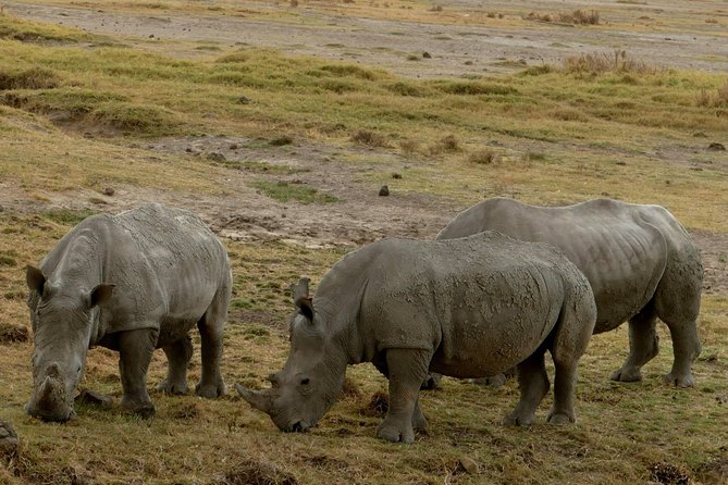 8 Days Amboseli lake Nakuru Masai Mara lake Naivasha safari - Day 4: Through the Great Rift Valley to the Maasai Mara