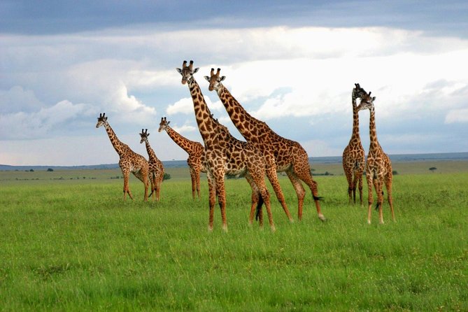 8 Days Best of Kenya and Tanzania Safari from Nairobi - Day 4: A full Serengeti game drive