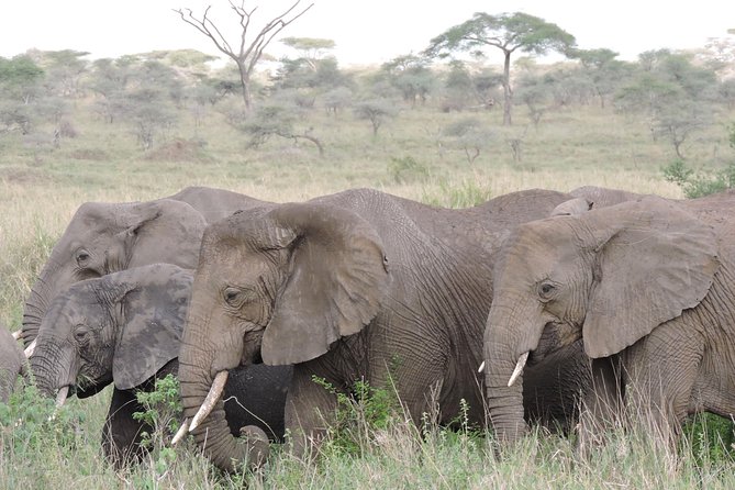 8 Days Kenya and Tanzania Private Lodging Safari from Nairobi - Day 3: Leaving Kenya and entering the Serengeti