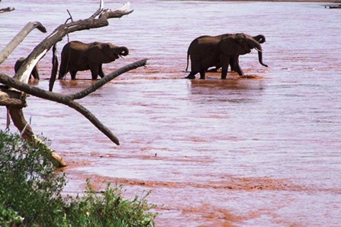 8 days Kenya highlights safari starting from Nairobi. - A full day among Amboseli’s elephants