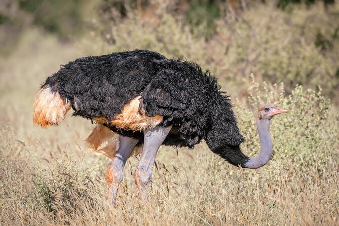 8 days Kenya highlights safari starting from Nairobi. - Tsavo East and the red elephants