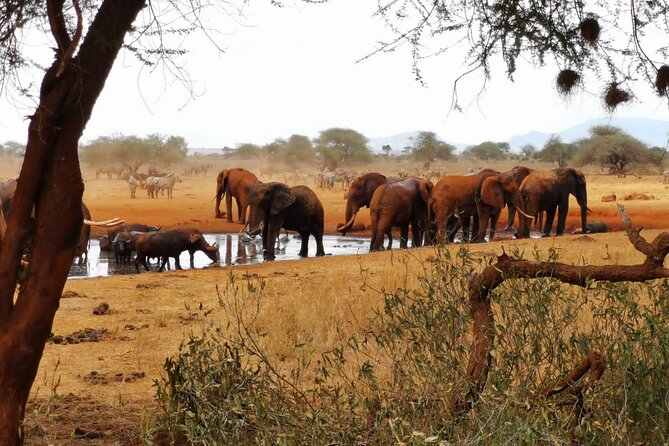 8 days Kenya highlights safari starting from Nairobi. - The final morning and return transfer