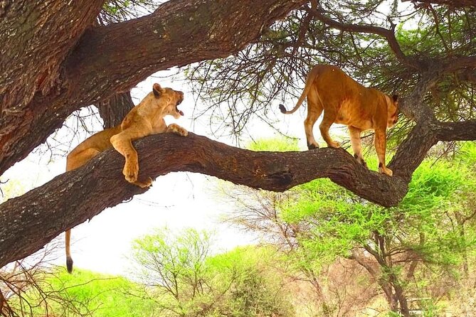 8 days Kenya highlights safari starting from Nairobi. - The long move to Amboseli and Mount Kilimanjaro
