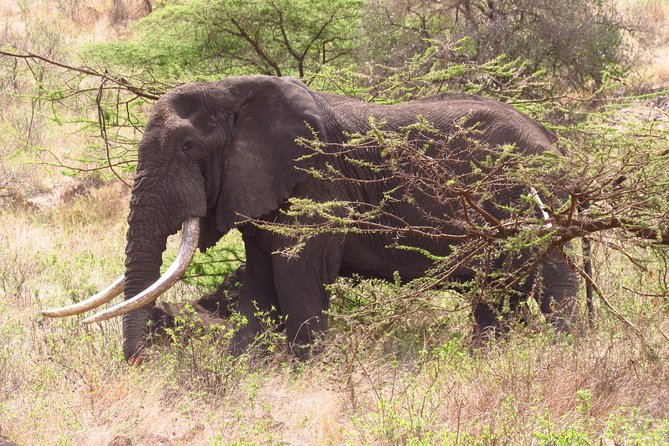 8 Days Safari to Amboseli, Great Rift Valley Lakes & Masai Mara - Day 1: Amboseli and the first Kilimanjaro view