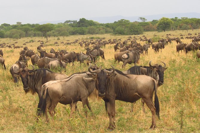 8 Days Safari to Amboseli, Great Rift Valley Lakes & Masai Mara - Day 4: Lake Bogoria and flamingo country