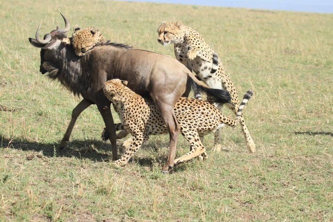 8 Days Safari to Amboseli, Great Rift Valley Lakes & Masai Mara - Day 5: Lake Nakuru’s rhinos and changing bird life
