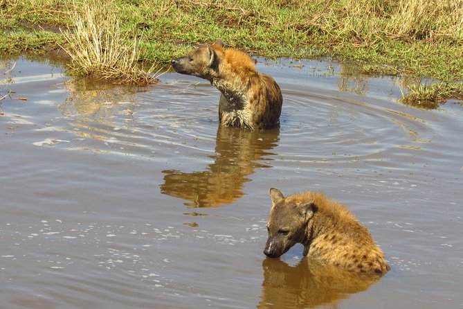8 Days Safari to Amboseli, Great Rift Valley Lakes & Masai Mara - Day 6: Entering the Masai Mara