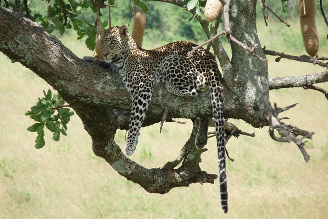 8 Days Safari to Amboseli, Great Rift Valley Lakes & Masai Mara - Day 7: A full day in the Mara