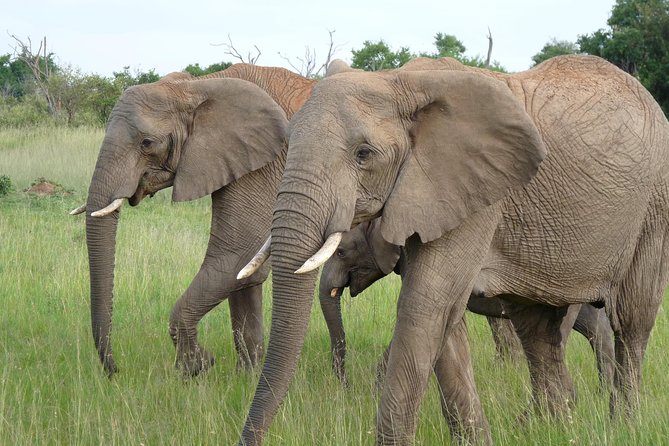 8 Days Safari to Amboseli, Great Rift Valley Lakes & Masai Mara - Day 8: Maasai culture and the return to Nairobi