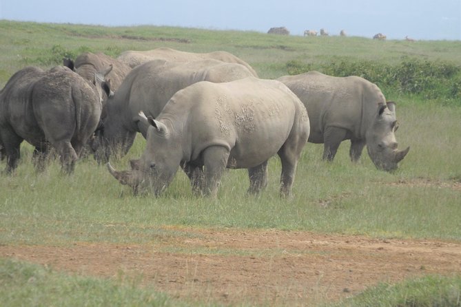 8 Days Safari to Amboseli, Great Rift Valley Lakes & Masai Mara - Day 2: A full Amboseli safari and Maasai culture