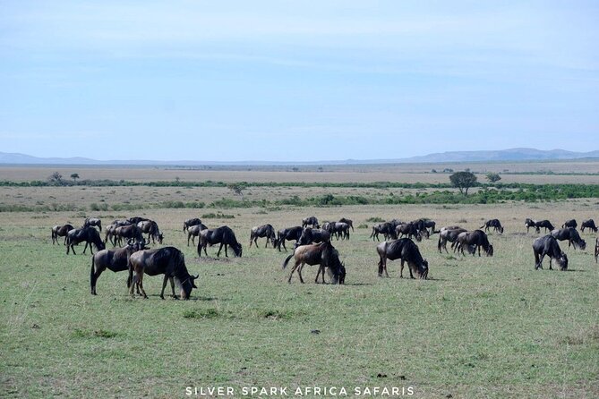 8 Days: Tsavo East National Park Amboseli, Nakuru, Maasai Mara Park - Four Kenyan parks in one demanding route