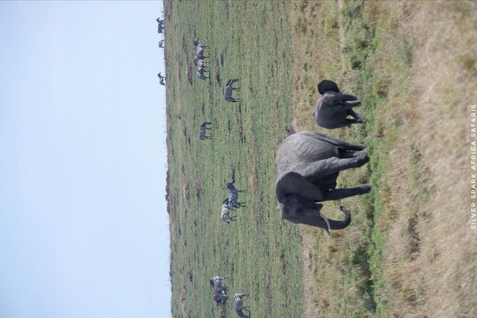 8 Days: Tsavo East National Park Amboseli, Nakuru, Maasai Mara Park - Lake Nakuru: a bird-focused pause in the Rift Valley