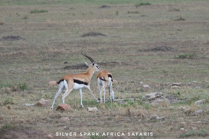 8 Days: Tsavo East National Park Amboseli, Nakuru, Maasai Mara Park - What $3,100 per person really buys
