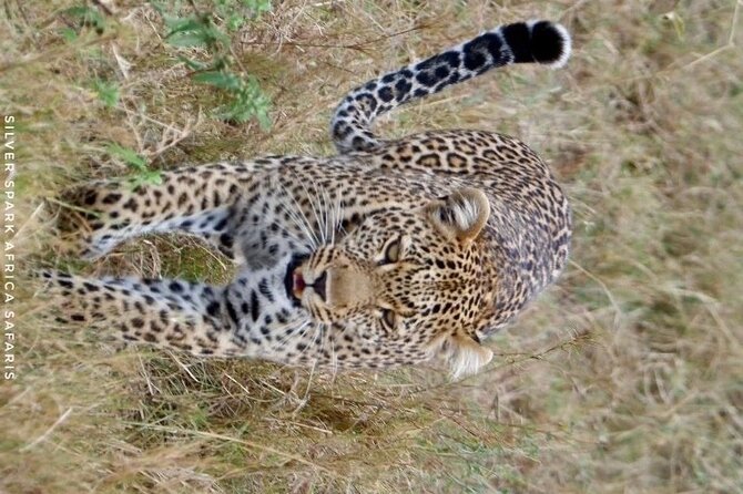 8 Days: Tsavo East National Park Amboseli, Nakuru, Maasai Mara Park - Who will enjoy this safari most?