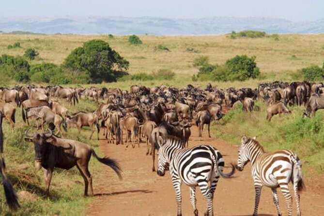 9 Day Private Luxury Spectacle Safari Majestic Kenya Wonderland - From Nairobi to Tsavo West: A strong but busy opening