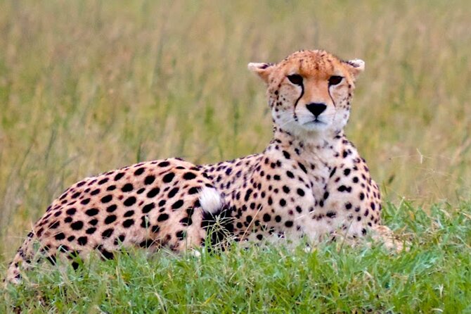 9 Day Private Luxury Spectacle Safari Majestic Kenya Wonderland - Amboseli and Mount Kilimanjaro: Kenya’s classic safari view