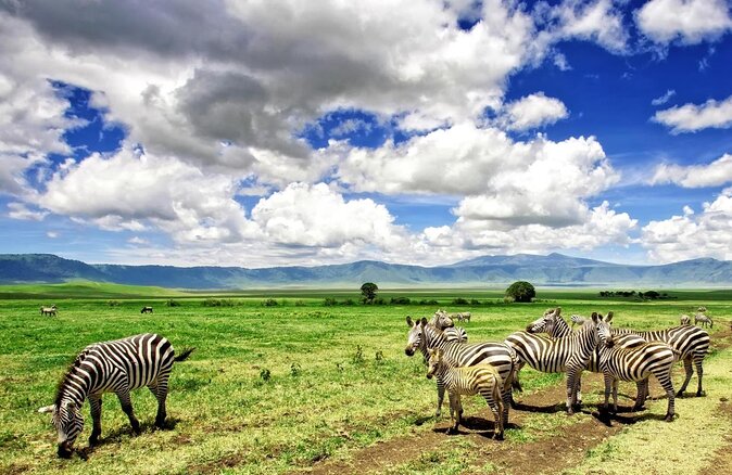 9 days, 8 nights budget Kenya and Tanzania safari - Five things to know before you book
