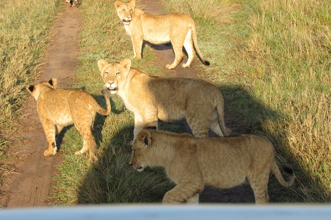 9 Days Amboseli-Ol Pejeta-Aberdare-Nakuru-Naivasha-Masai Mara - Aberdare and The Ark: let the animals come to you