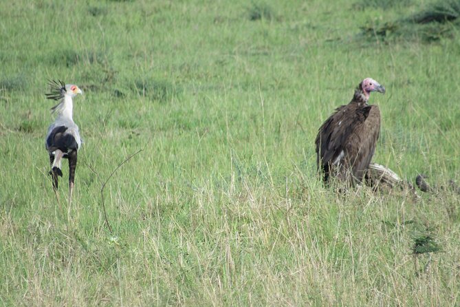 9 Days Amboseli-Ol Pejeta-Aberdare-Nakuru-Naivasha-Masai Mara - Returning to Nairobi and the Carnivore lunch