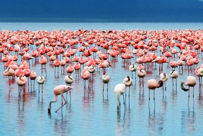 9-Days Best of Kenya Wildlife Private 4X4 Jeep Safari - Day 3: Scenic stops and rhinos at Lake Nakuru