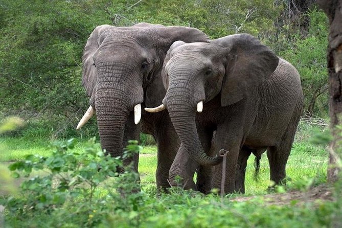 9-Days Best of Kenya Wildlife Private 4X4 Jeep Safari - Day 6: A full Amboseli wildlife day