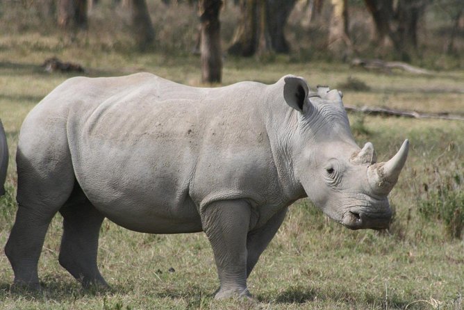 9-Days Best of Kenya Wildlife Private 4X4 Jeep Safari - Day 7: From Amboseli to Tsavo West