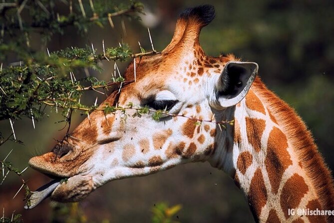9- Days Classic Kenya Family Safari - Day 4: A quieter morning and a boat on Lake Naivasha