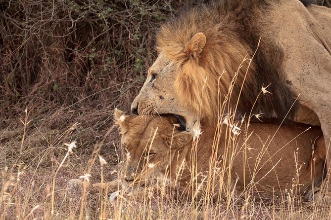 9- Days Classic Kenya Family Safari - Day 5: Crossing toward Amboseli