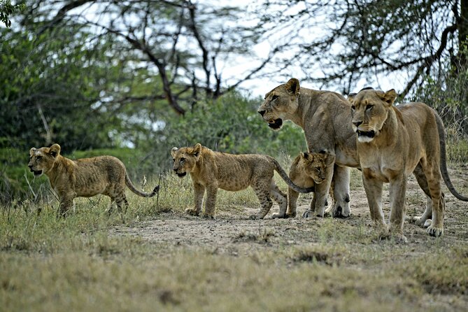 9- Days Classic Kenya Family Safari - Day 7: From Amboseli to the rougher country of Tsavo West