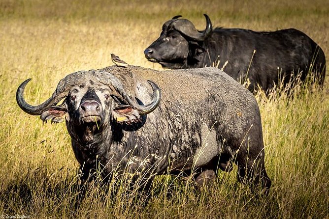 9 Days Kenya and Tanzania Wildlife Experience - Day 1: A simple Nairobi arrival