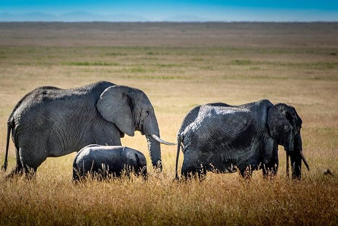 9 Days Kenya and Tanzania Wildlife Experience - Day 5: Seronera, cheetahs, birds, and open plains