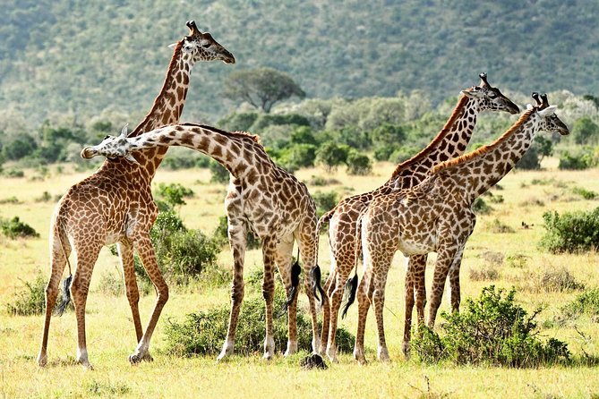 9 Days Kenya Classic Lodge Safari - A big Kenya circuit for one safari price