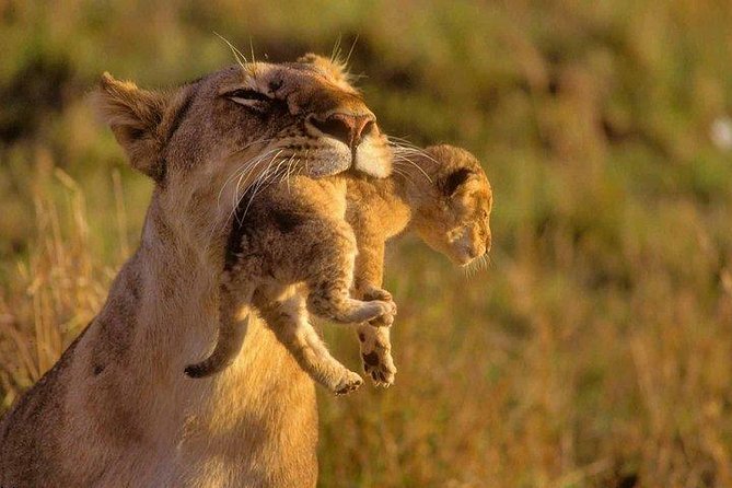 9 Days Kenya Classic Lodge Safari - Day 3: From the Mara to Lake Nakuru