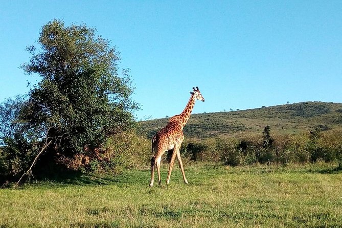 9 Days Kenya Classic Lodge Safari - Day 5: The long road to Amboseli