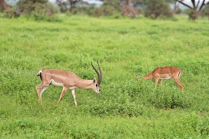 9 Days Samburu- Nakuru- Mara-Naivasha- Amboseli Wild Safari - Day 1: Nairobi to Samburu through the Equator