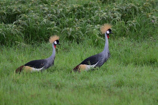 9 Days Samburu- Nakuru- Mara-Naivasha- Amboseli Wild Safari - Day 3: Thompson Falls and rhinos at Lake Nakuru