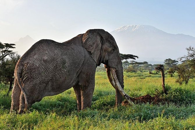 9 Days Samburu- Nakuru- Mara-Naivasha- Amboseli Wild Safari - Day 4: Entering the Maasai Mara through Narok
