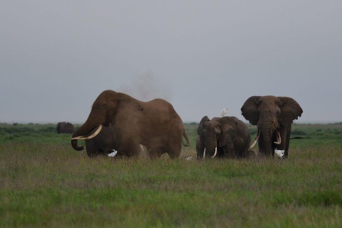 9 Days Samburu- Nakuru- Mara-Naivasha- Amboseli Wild Safari - Day 5: A full Mara day and the Mara River