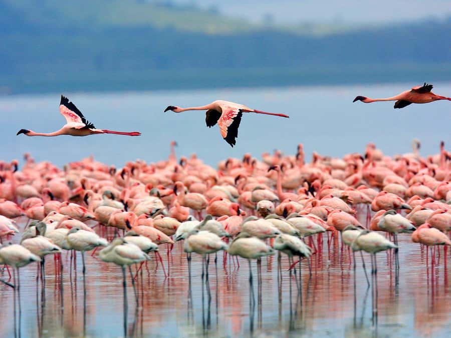 A day tour; Lake Nakuru national park& L. Naivasha Boat ride - Key points to know before booking