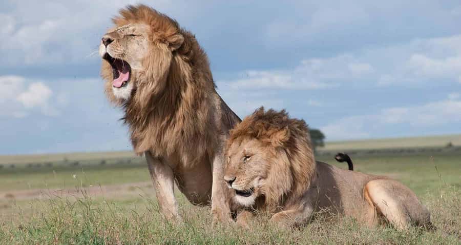 A day tour; Lake Nakuru national park& L. Naivasha Boat ride - Flamingos, pelicans, and the reality of bird viewing
