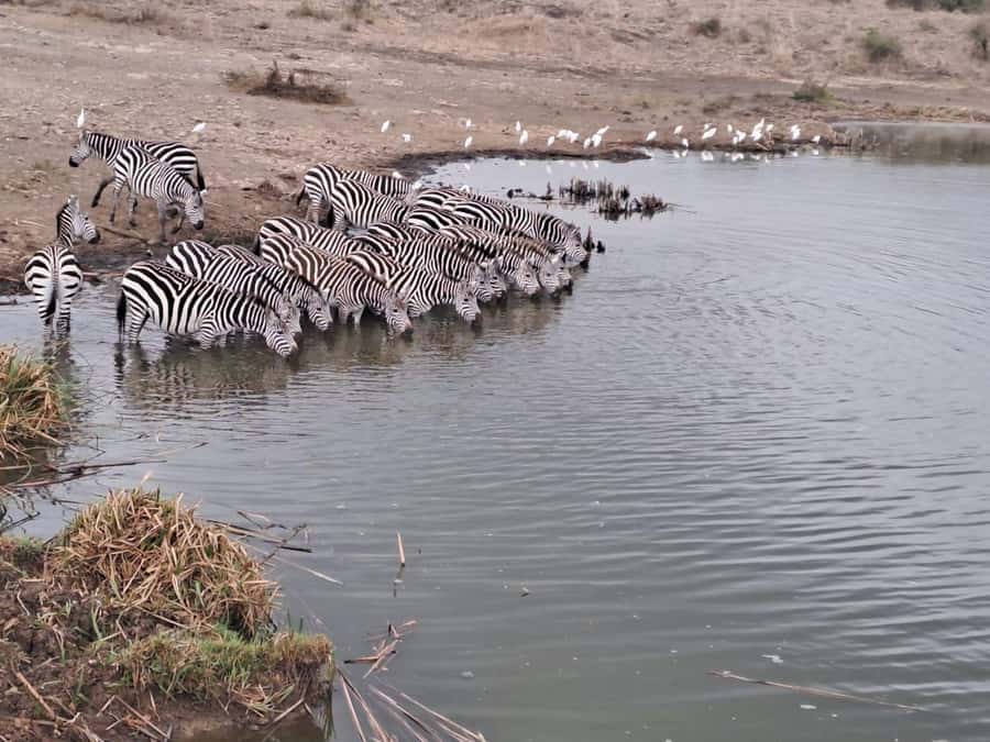 A day tour; Lake Nakuru national park& L. Naivasha Boat ride - What the extra fees do to the value