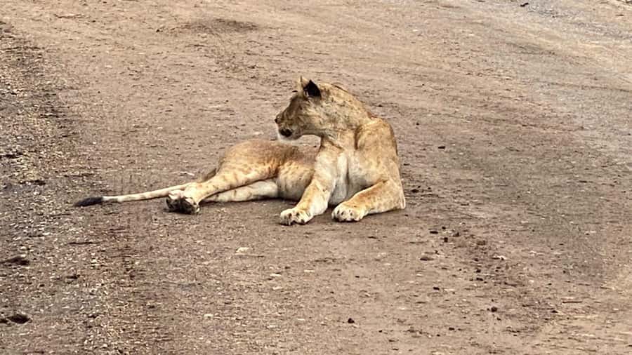 A day tour; Lake Nakuru national park& L. Naivasha Boat ride - Who should book this day trip?