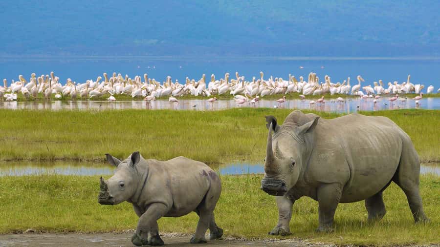 A day tour; Lake Nakuru national park& L. Naivasha Boat ride - The early road to the Great Rift Valley
